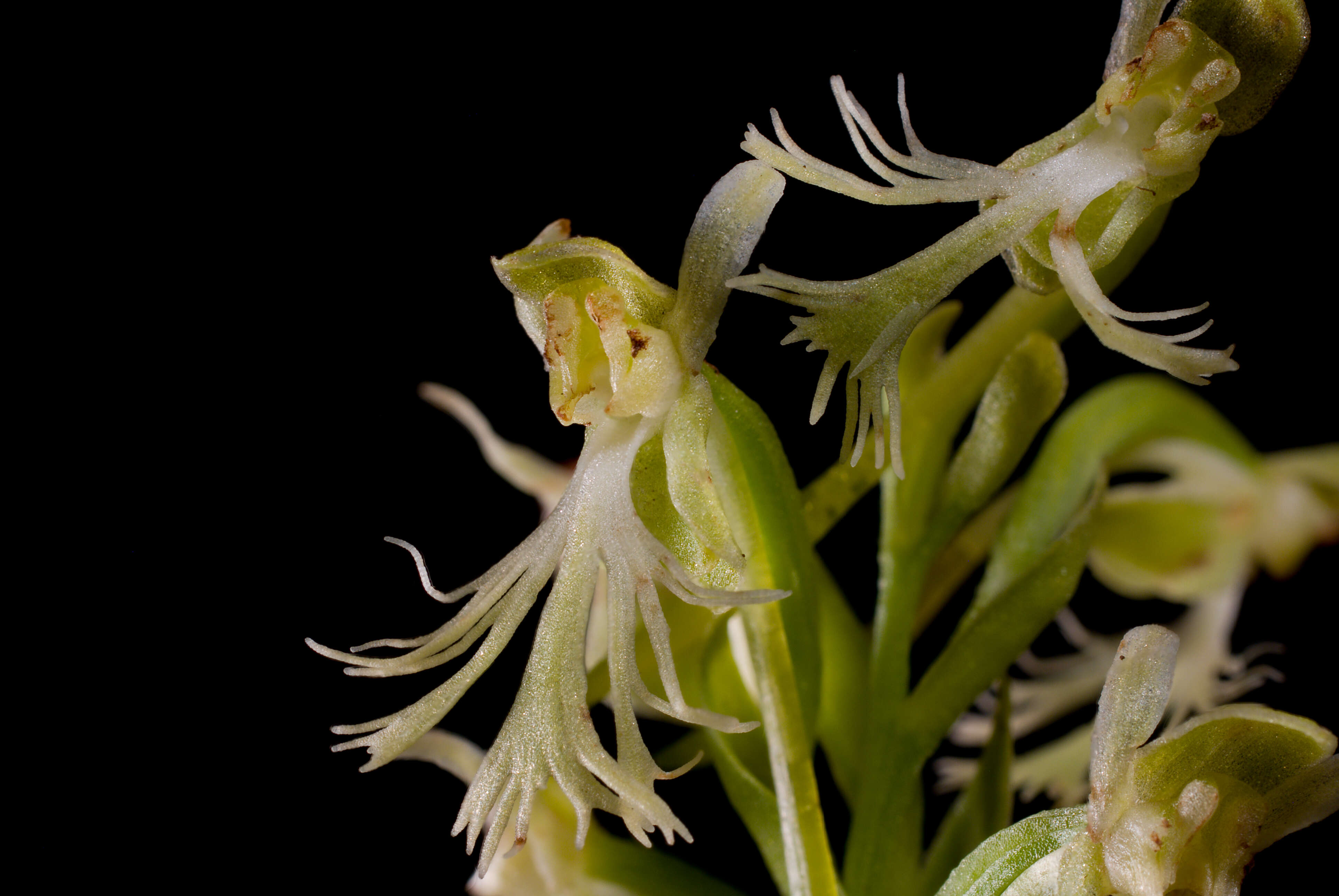 Platanthera lacera (Michx.) G. Don resmi