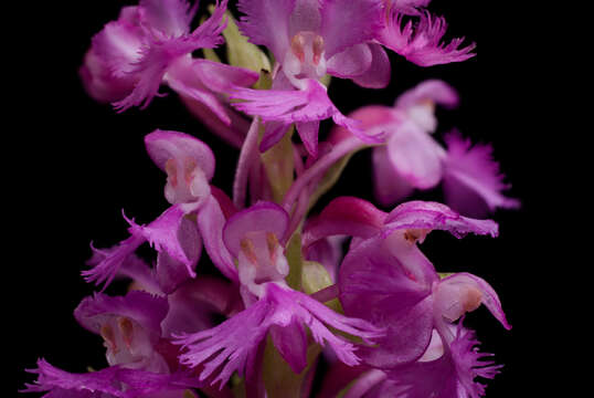 Image of Lesser purple fringed orchid