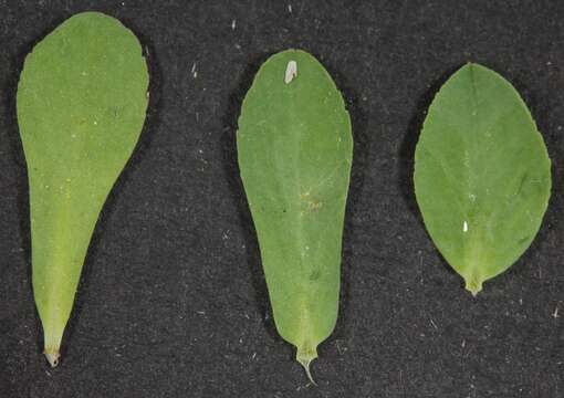 Image of Texas spurge