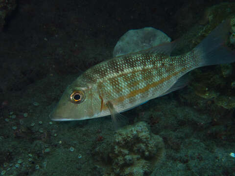 Image of Orange-striped emperor