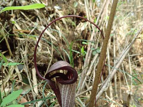 Image of Arisaema thunbergii subsp. urashima (H. Hara) H. Ohashi & J. Murata