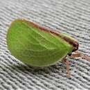 Image of Two-striped Planthopper