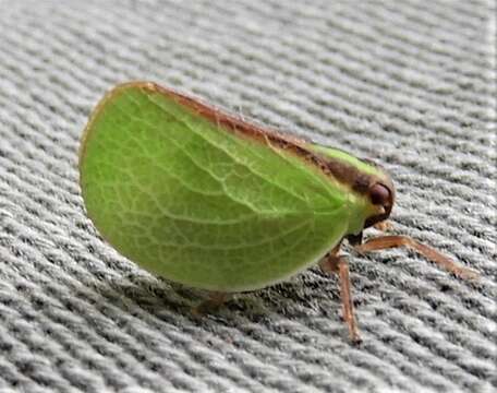 Image of Two-striped Planthopper