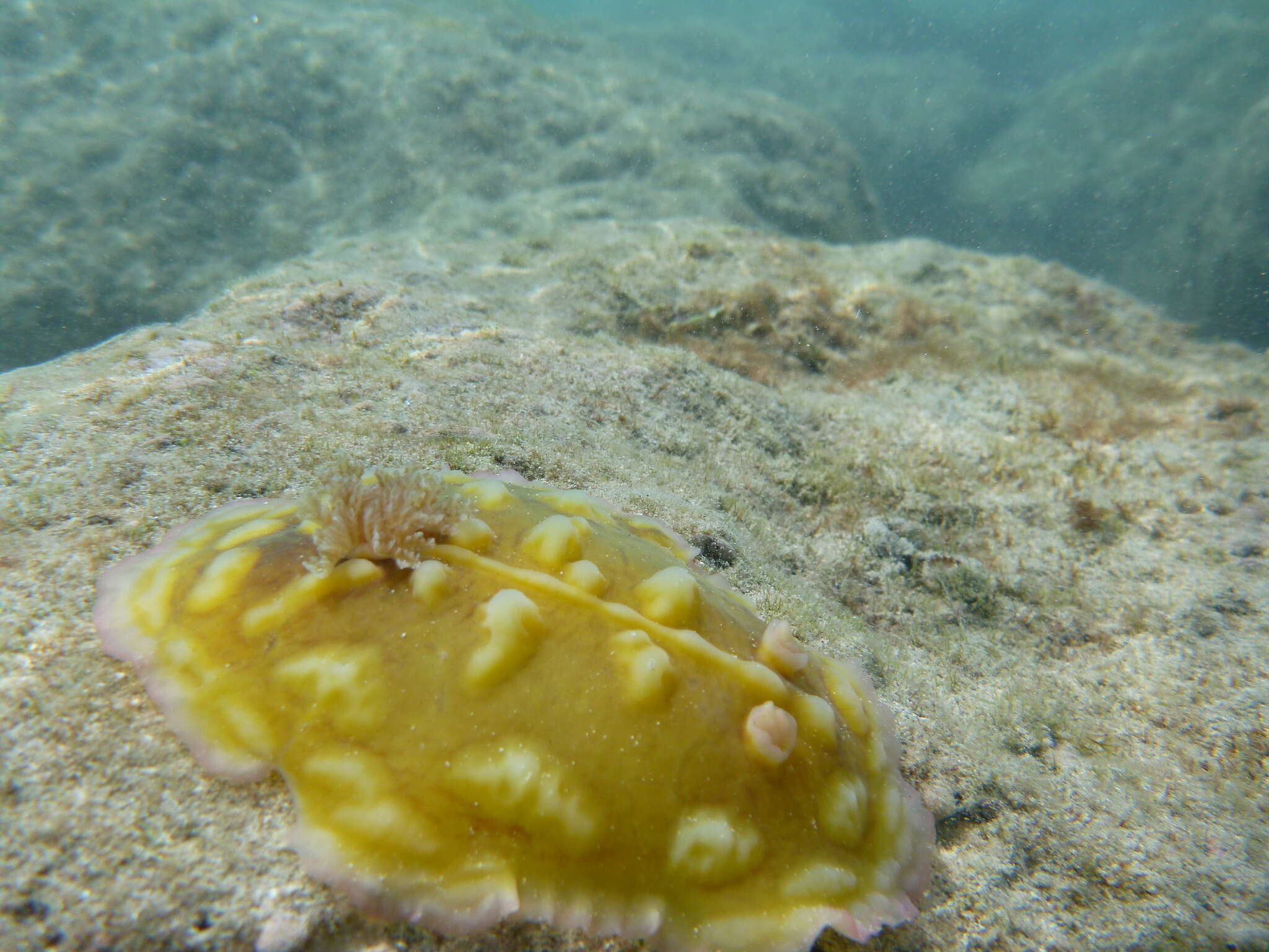 Asteronotus Ehrenberg 1831 resmi