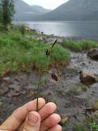 Image of Russet sedge