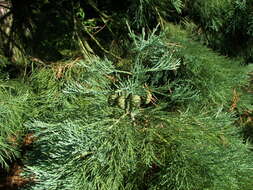 Image of giant sequoia