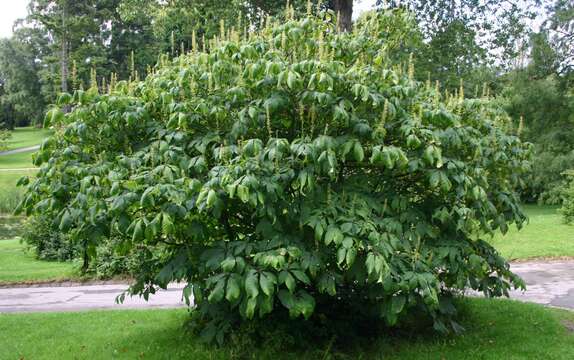 Image of bottlebrush buckeye