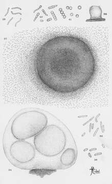 Image of fruiting gliding bacteria