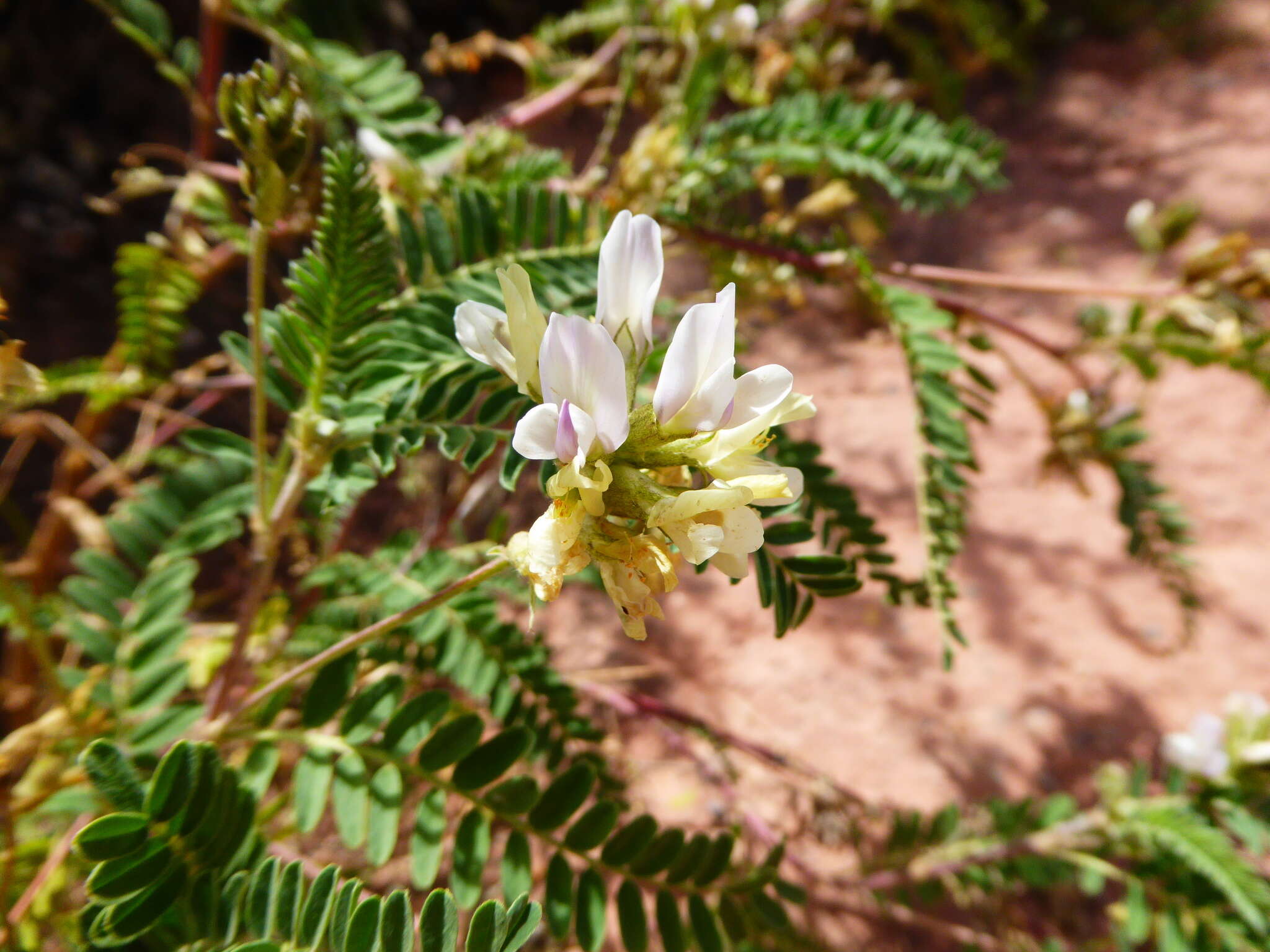 صورة Astragalus garbancillo Cav.