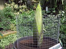 Amorphophallus titanum (Becc.) Becc. resmi