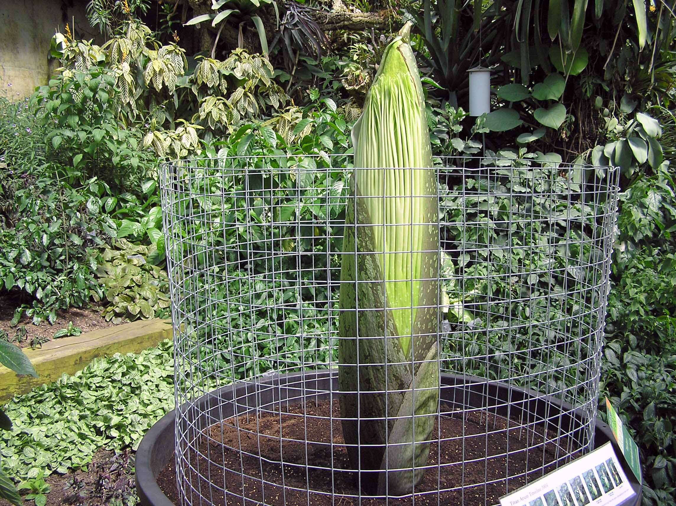 Image of Titan arum