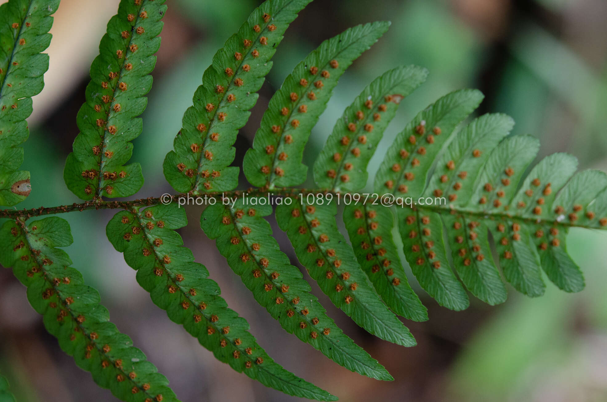 Image de Dryopteris decipiens (Hook.) O. Kuntze