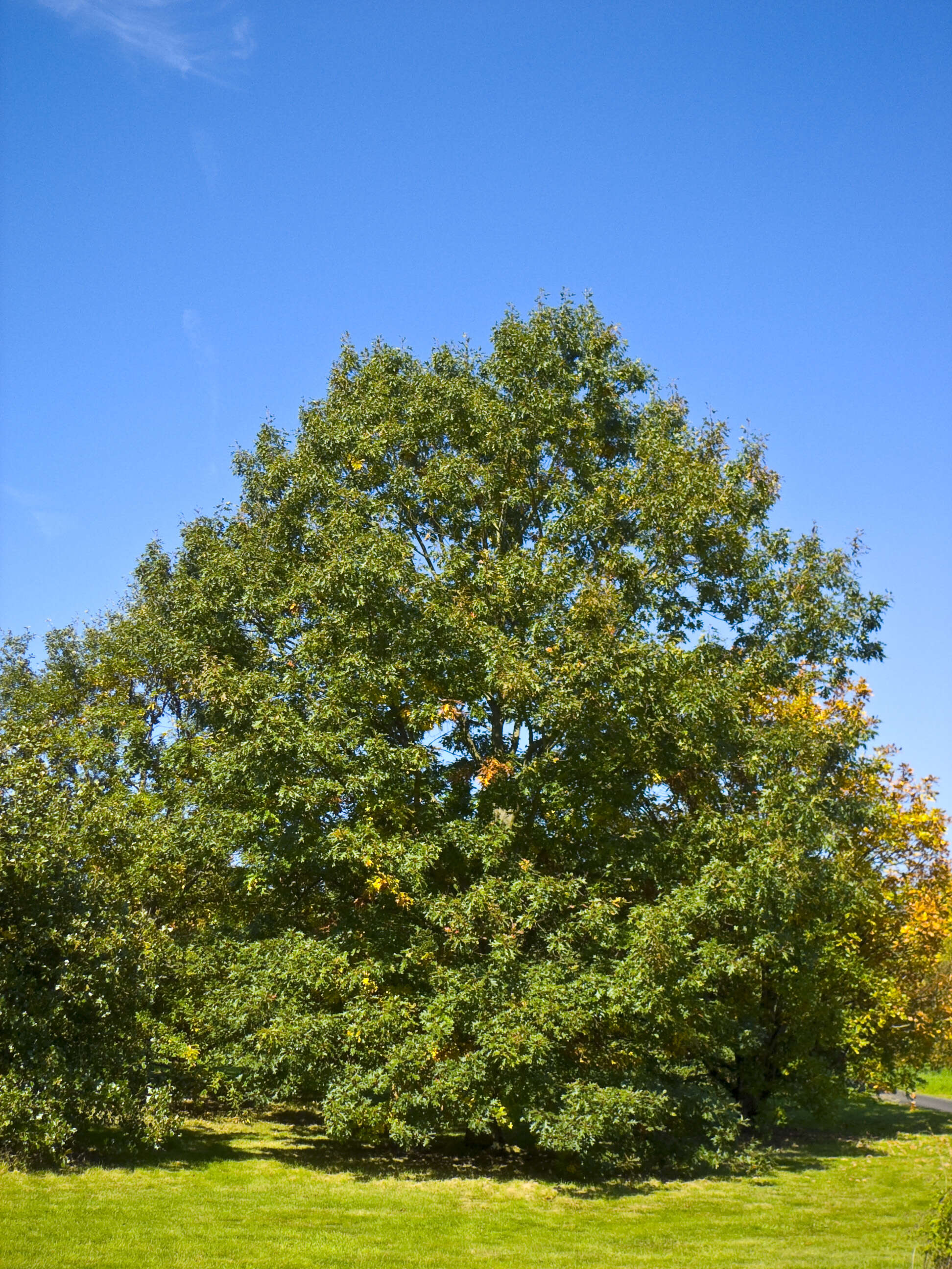 Слика од Quercus velutina Lam.