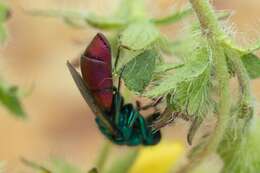 Image of <i>Chrysura rufiventris</i>