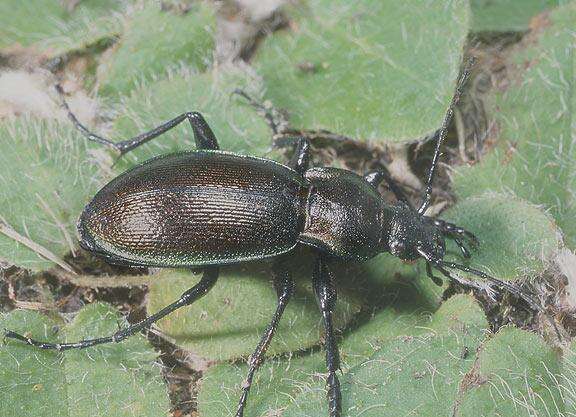 Carabus (Morphocarabus) scheidleri Panzer 1799 resmi