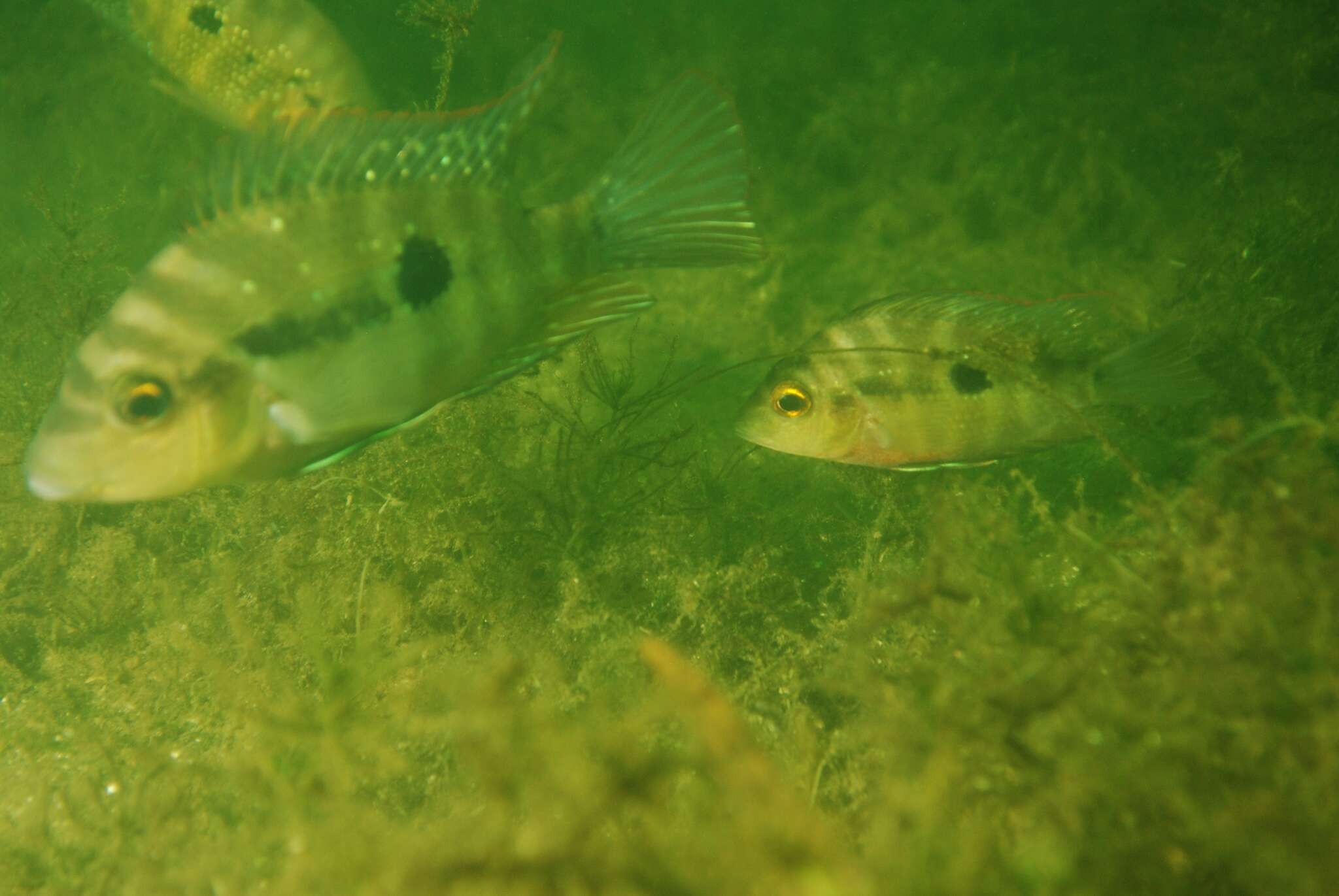 Image of Red breast cichlid