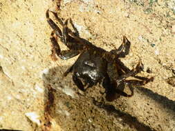 Imagem de Pachygrapsus marmoratus (Fabricius 1787)