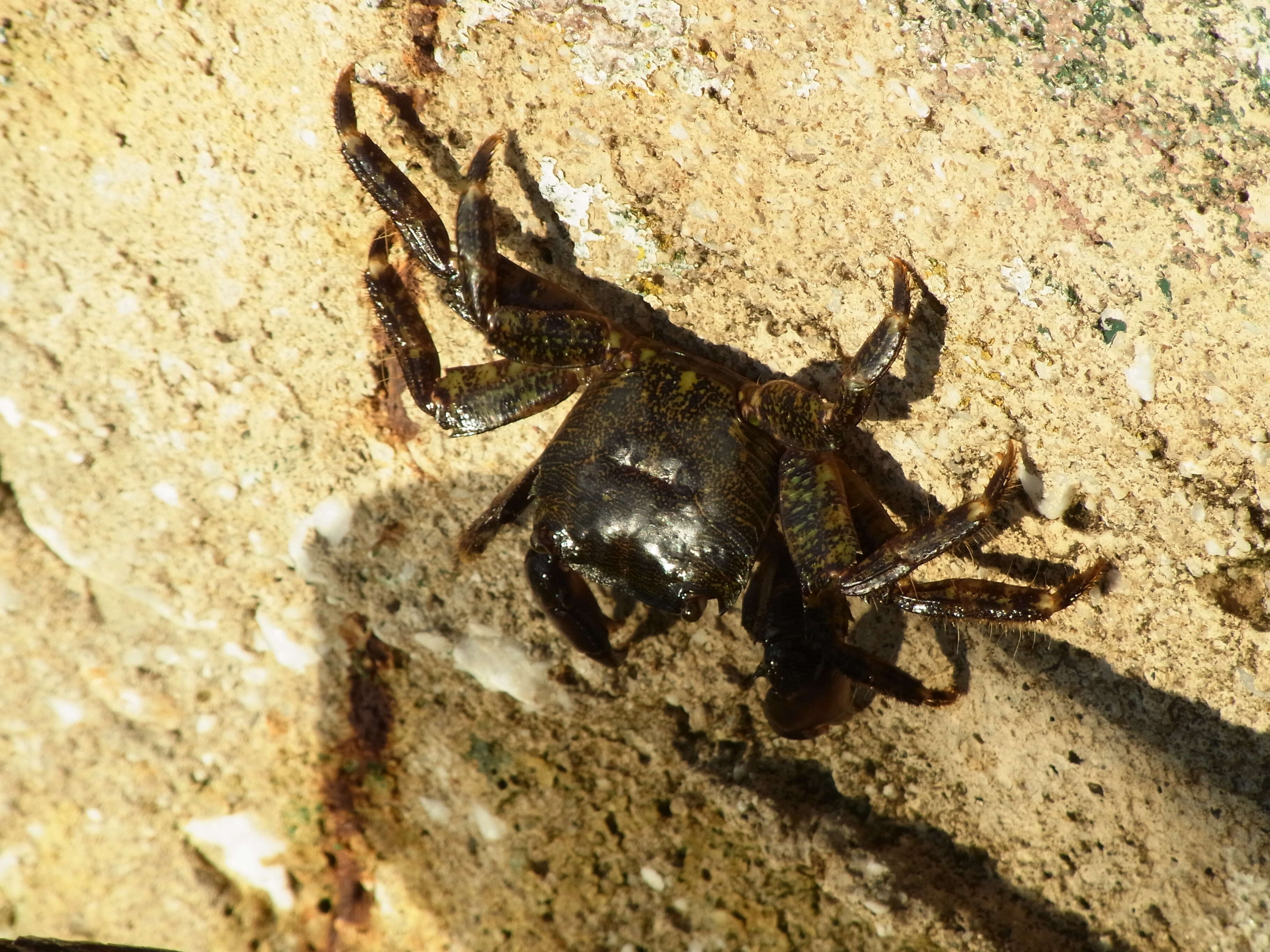 Imagem de Pachygrapsus marmoratus (Fabricius 1787)