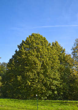 Image of Large-leaved Lime