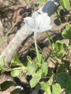 Plancia ëd Ruellia patula Jacq.