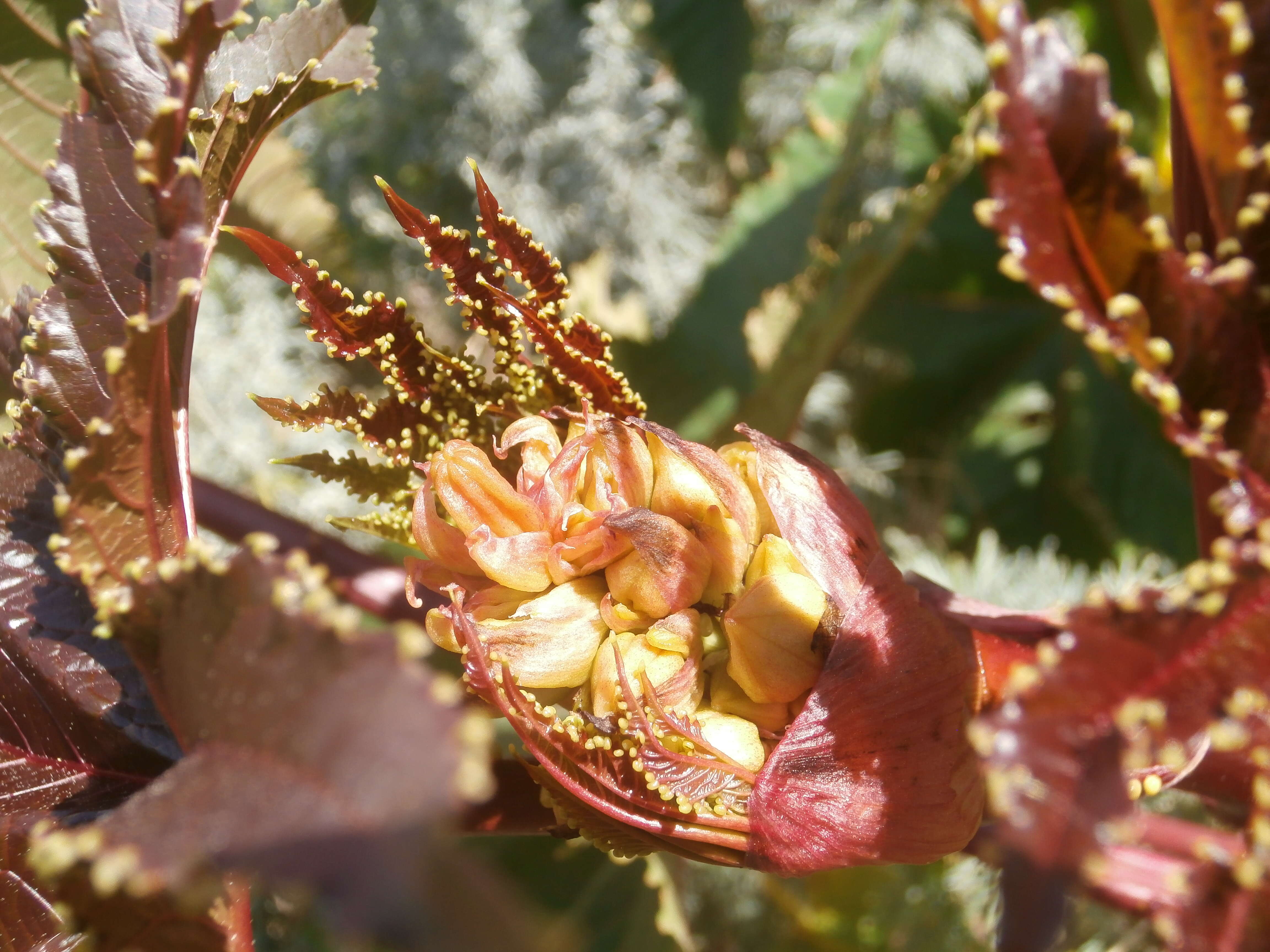 Sivun Ricinus kuva