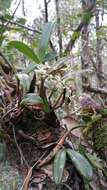 Image of Bulbophyllum multiflorum Ridl.