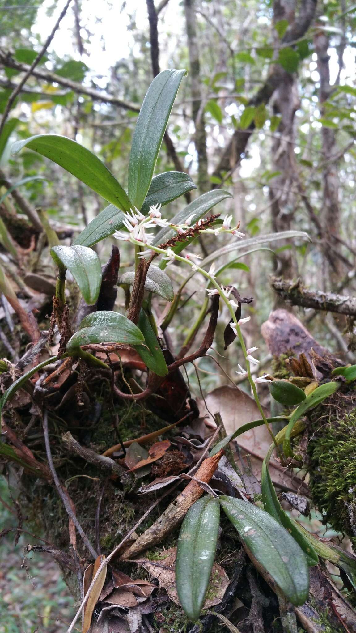 Image de Bulbophyllum multiflorum Ridl.