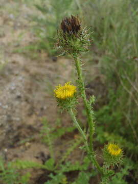 Image of Berkheya carduoides (Less.) Hutch.