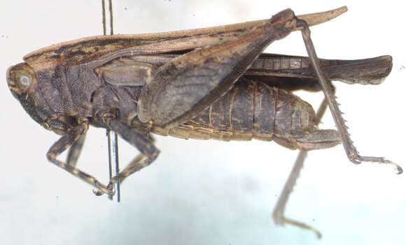 Tettigidea lateralis lateralis (Say 1824)的圖片