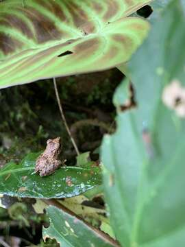 Image of Rio San Juan Robber Frog