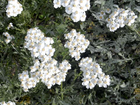 Image of Achillea clavennae L.