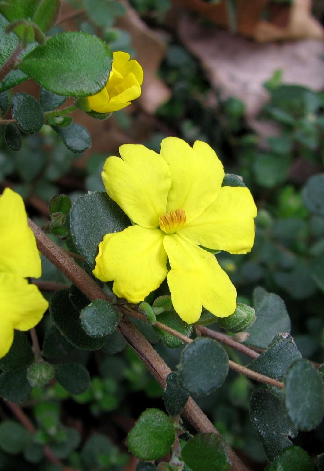 Image of Hibbertia truncata H. R. Toelken