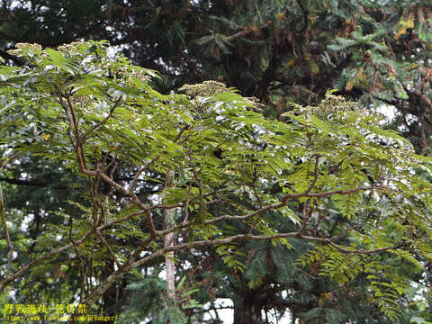 Image of Japanese prickly ash