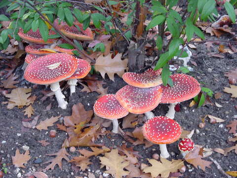 Image of Fly agaric