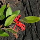 Image of Grevillea rhyolitica R. O. Makinson