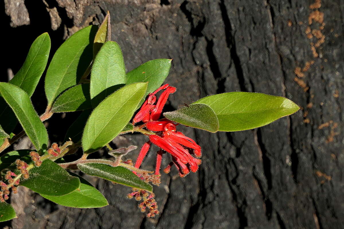 Image of Grevillea rhyolitica R. O. Makinson