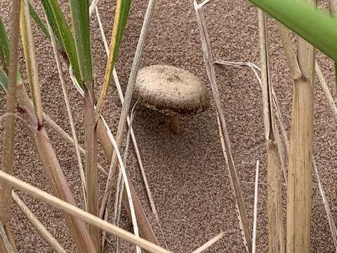 Image de Psathyrella arenulina (Peck) A. H. Sm. 1972