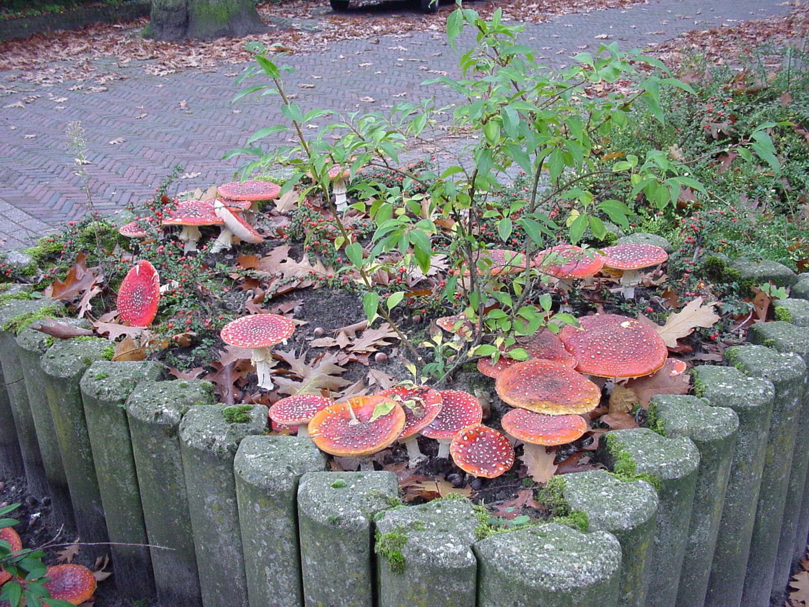 Image of Fly agaric