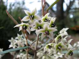 Image of Lasiopetalum behrii F. Muell