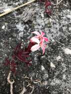 Image of Crassula obtusa Haw.