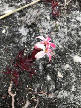 Image of Crassula obtusa Haw.