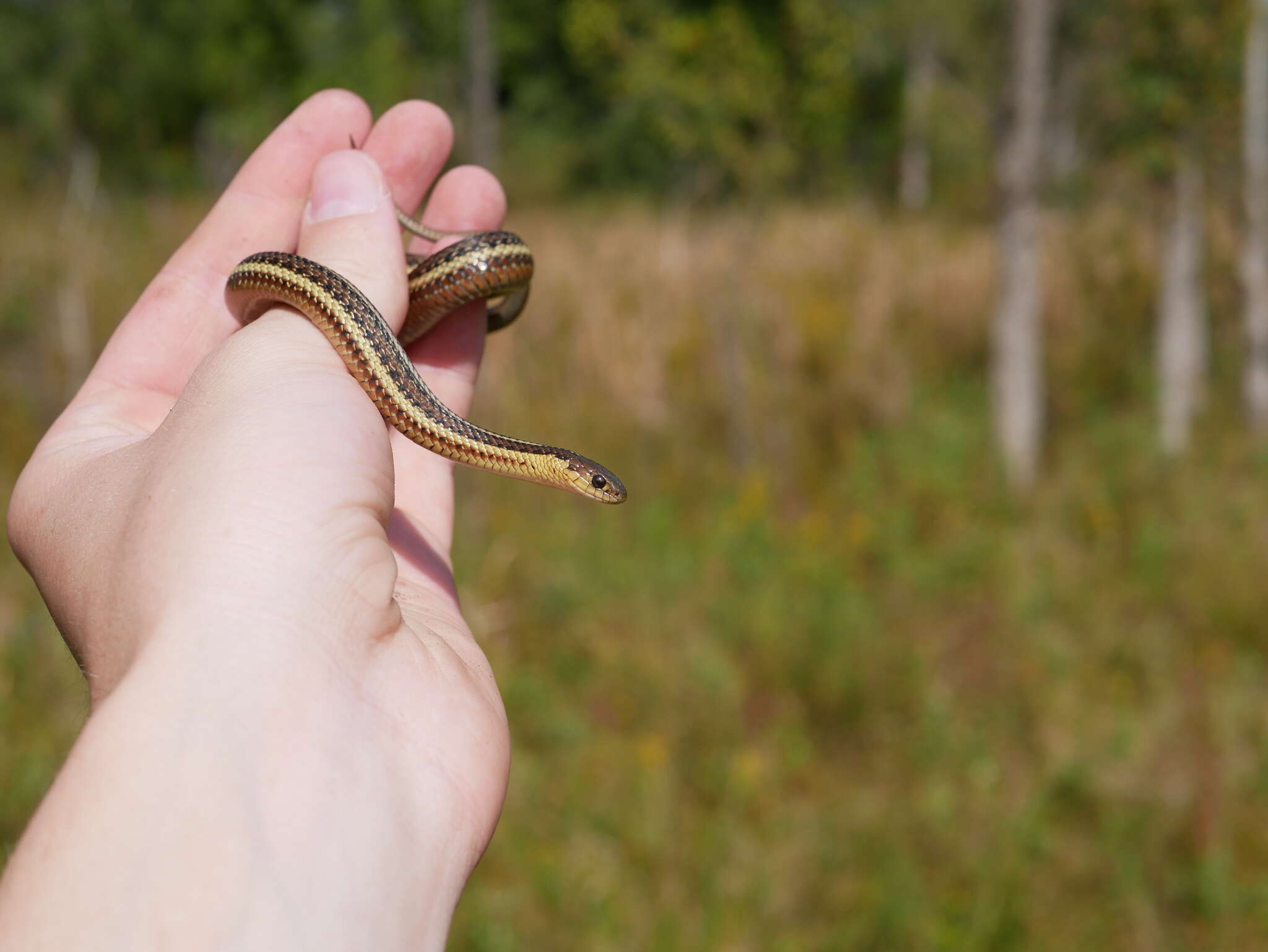 Image of Butler's Garter Snake