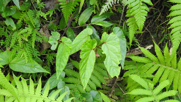 Image of Begonia longifolia Blume