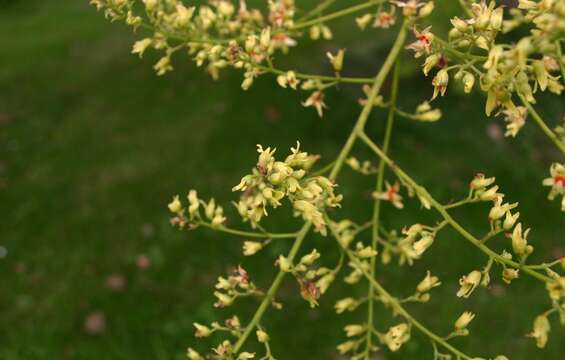 Image of Golden-rain tree