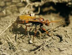 Слика од Cryptocheilus rubellus (Eversmann 1846)