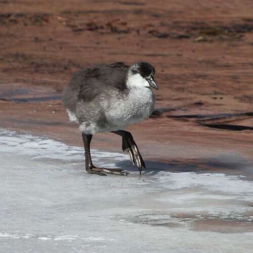 Image of Giant Coot