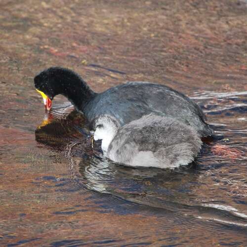 Image of Giant Coot