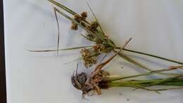 Image of woodrush flatsedge