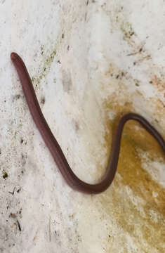 Image of Puerto Rican Coastal Blindsnake