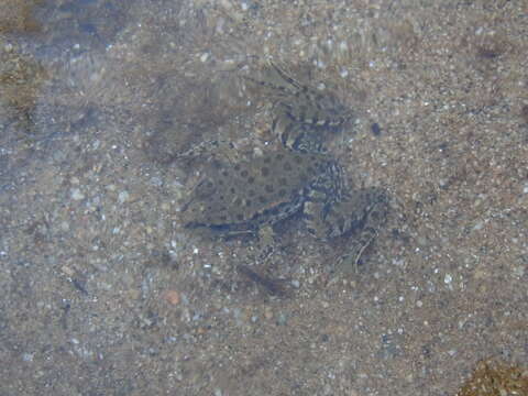 Image of Balkan Water Frog